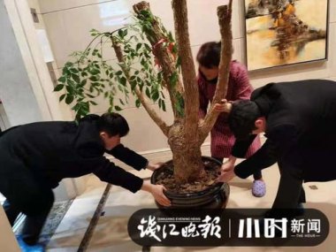 小伙到杭州一天抓12-15斤知了