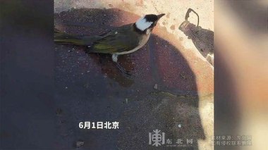 武汉已经热到鸟都中暑了