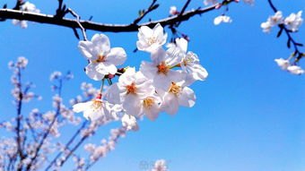 华为手机怎么拍樱花
