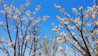 华为手机怎么拍樱花