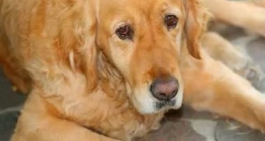 金毛疑餐馆蹭空调被打死主人发声