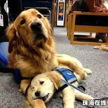 金毛疑餐馆蹭空调被打死主人发声