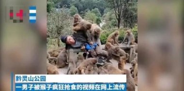 女生投喂黔灵山猴子被扇巴掌