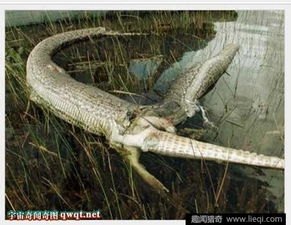 印尼一农夫被8米蟒蛇吞腹中死亡