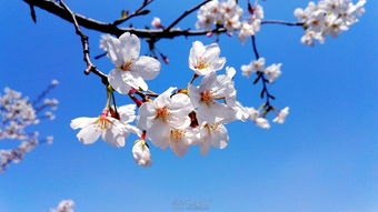 华为手机樱花怎么拍