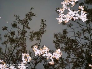 华为手机樱花怎么拍