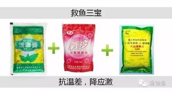 养殖户放冰块和藿香正气水给鱼降温