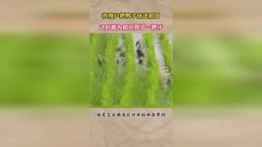 养殖户放冰块和藿香正气水给鱼降温