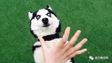 华为手机怎么发哈士奇