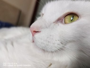 华为手机猫咪怎么拍
