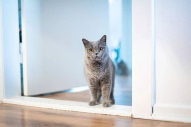 华为手机猫咪怎么拍