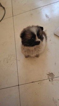 华为手机怎么养狗狗