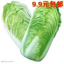 韩国高温致大白菜价格暴涨