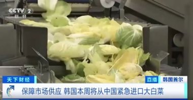 韩国高温致大白菜价格暴涨