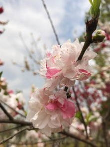 樱花怎么拍照华为手机
