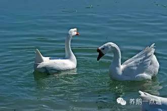 养鹅十多年头一次见鹅热死在水里