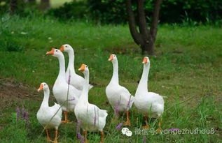 养鹅十多年头一次见鹅热死在水里