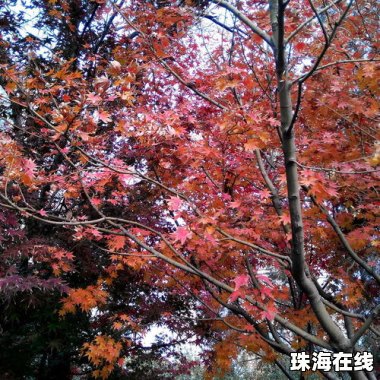 怎么拍秋景华为手机