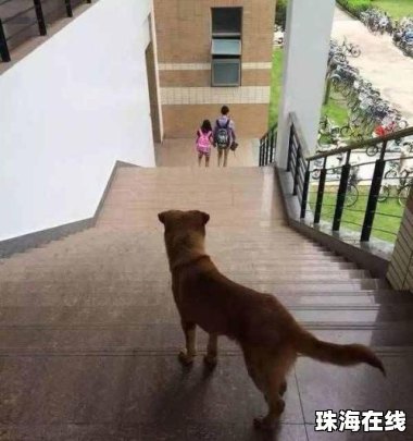 男子被狗咬打伤女主人 被判60%责任