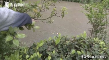 6岁男孩提醒家人收油菜籽躲过降雨
