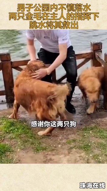 男子落水被自家金毛救上岸