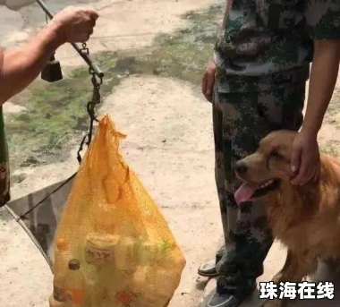 男子落水被自家金毛救上岸