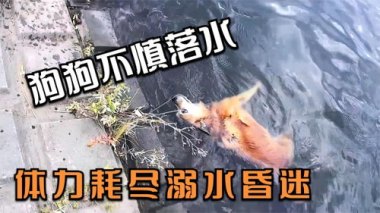 男子落水被自家金毛救上岸