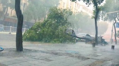 广东中山狂风暴雨有树木砸中车辆