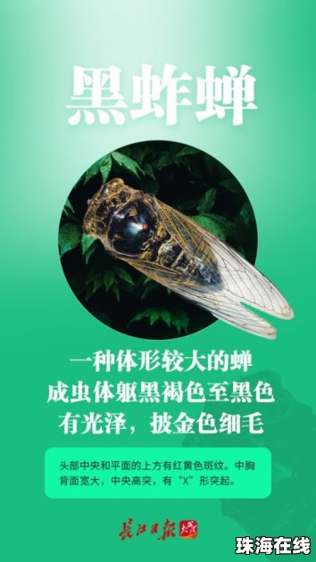 今年夏天的蝉为啥这么多