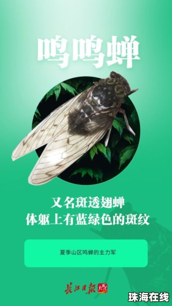 今年夏天的蝉为啥这么多