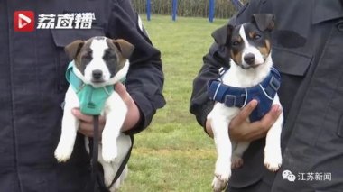 杭州地铁里的傲娇警犬火出圈