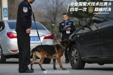 杭州地铁里的傲娇警犬火出圈