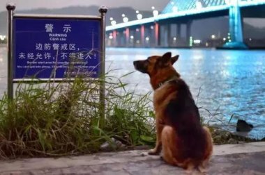 杭州地铁里的傲娇警犬火出圈
