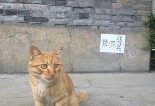 92岁网红猫奶奶去世