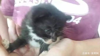 92岁网红猫奶奶去世