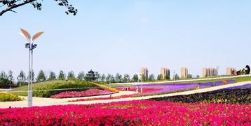 花海怎么拍华为手机