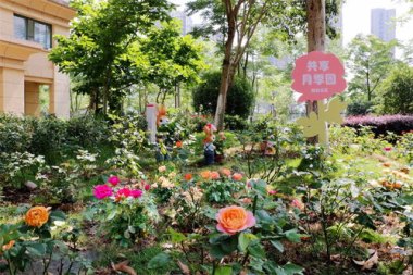 30年老小区“长出”共享花园