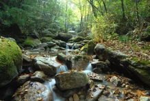 中华穿山甲首现流溪河国家森林公园