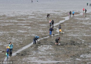 深圳一海滩现“作弊式”赶海