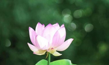 手机怎么拍荷花华为