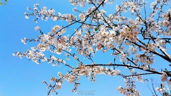 华为手机怎么在樱花