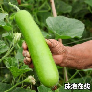 瓠瓜发苦千万别吃 有毒