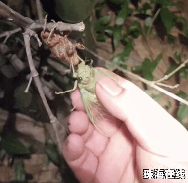 高价收购老人知了壳却被大量塞石子