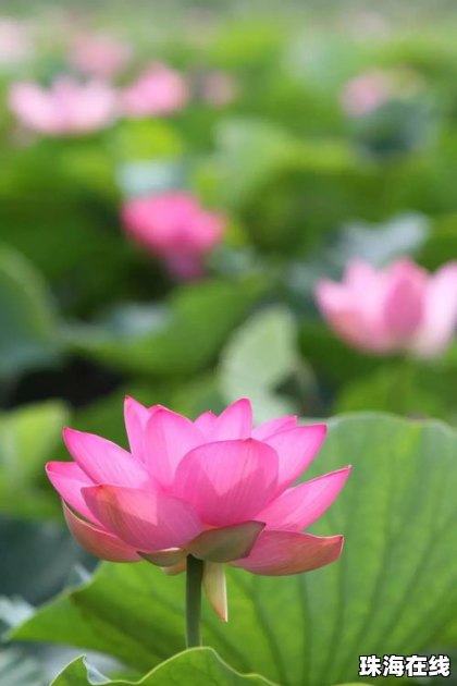 华为手机怎么拍花漂亮