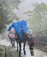 峨眉山景区回应骡子负重爬山