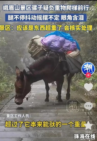 峨眉山景区回应骡子负重爬山