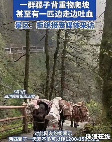 峨眉山景区回应骡子负重爬山