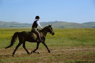 河北一草原有游客骑马相撞 一马死亡