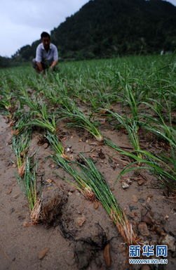 台风“竹节草”致30年大桥被冲毁