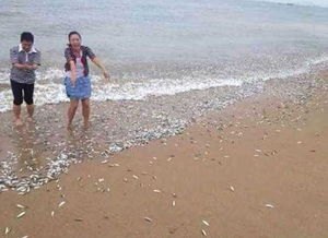 台风“竹节草”过境 鱼群被冲上马路